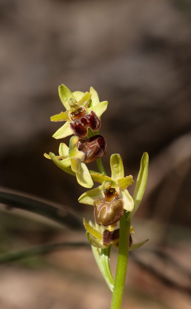 Ophrys della sezione Araniferae